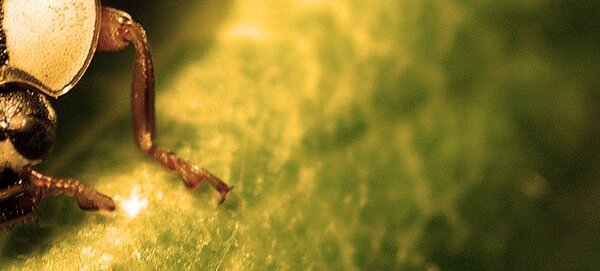 PESTPRO Online - Protech Pest Control