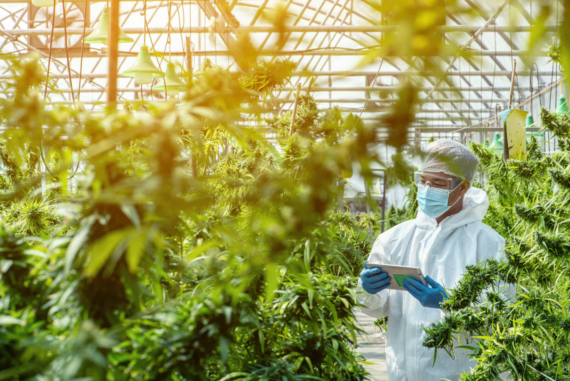 medicinal cannabis